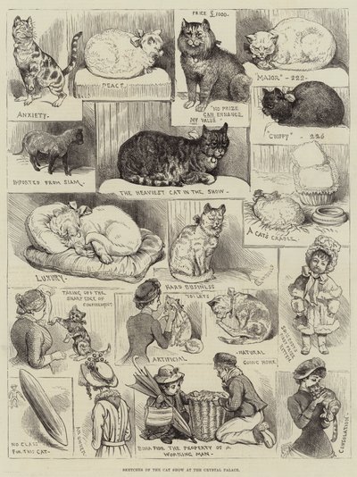 Bocetos de la Exposición de Gatos en el Crystal Palace de Alfred Courbould